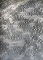 Kusový koberec Vals 8375 Grey