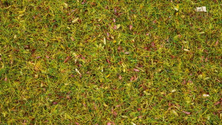 Noch Statická tráva Kvetoucí louka 2,5 mm