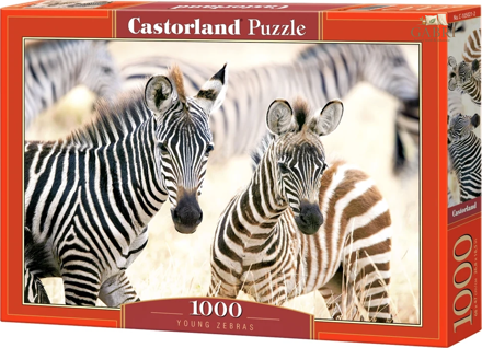 CASTORLAND Puzzle Mladé zebry 1000 dílků