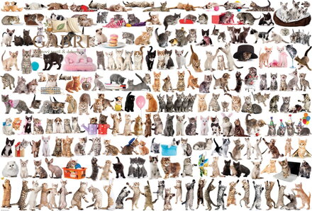 EUROGRAPHICS Puzzle Svět koček 2000 dílků