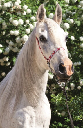 TREFL Puzzle Svět koní: Portrét bělouše 54 dílků