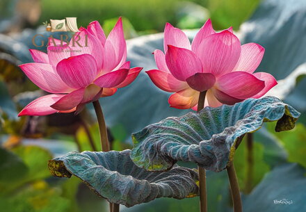 CHERRY PAZZI Puzzle Růžové květy lotusu 500 dílků