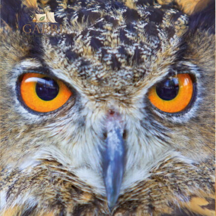 CURIOSI Čtvercové puzzle Q Animal: Sova 66 dílků