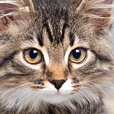 CURIOSI Čtvercové puzzle Q Animal: Kočka 66 dílků