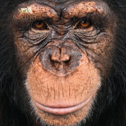 CURIOSI Čtvercové puzzle Q Animal: Opice 66 dílků