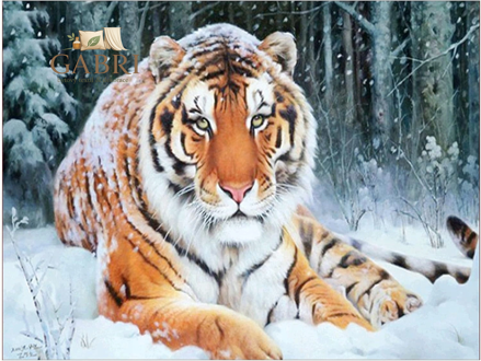 NORIMPEX Diamantové malování Tygr ležící ve sněhu 30x40cm