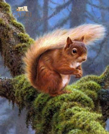 NORIMPEX Diamantové malování Veverka na větvi 30x40cm
