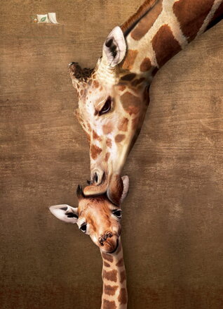 EUROGRAPHICS Puzzle Polibek žirafy XL 500 dílků