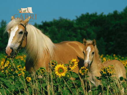 RAVENSBURGER Puzzle Koňské štěstí XXL 200 dílků