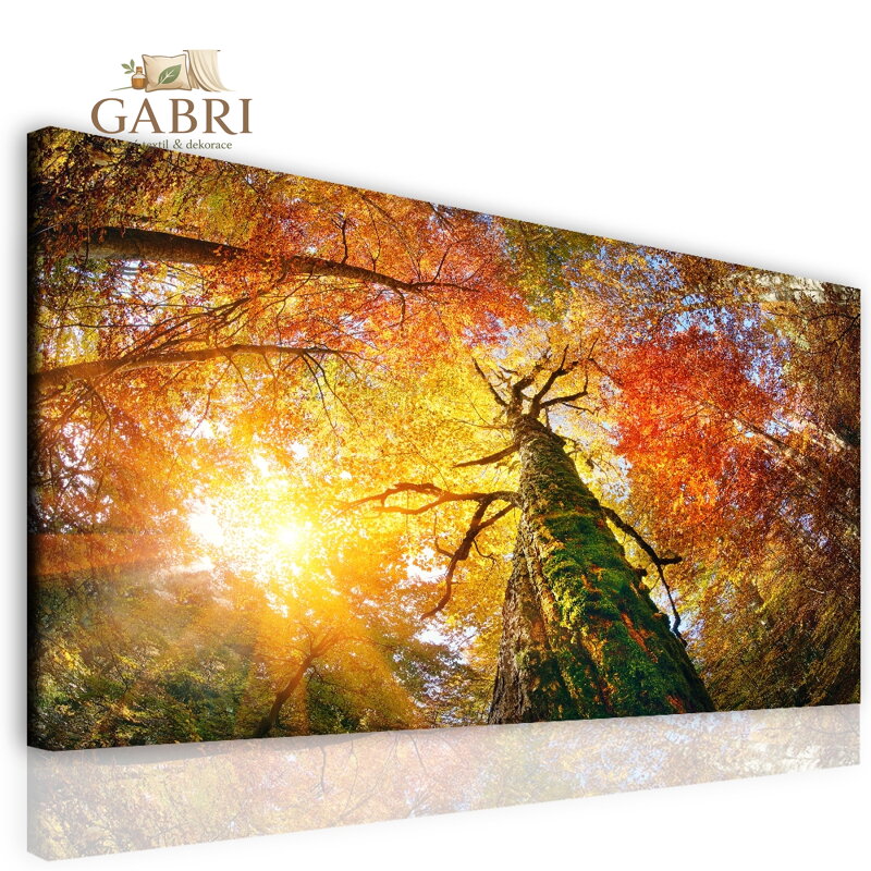 Černobílý obraz Lesní pěšina