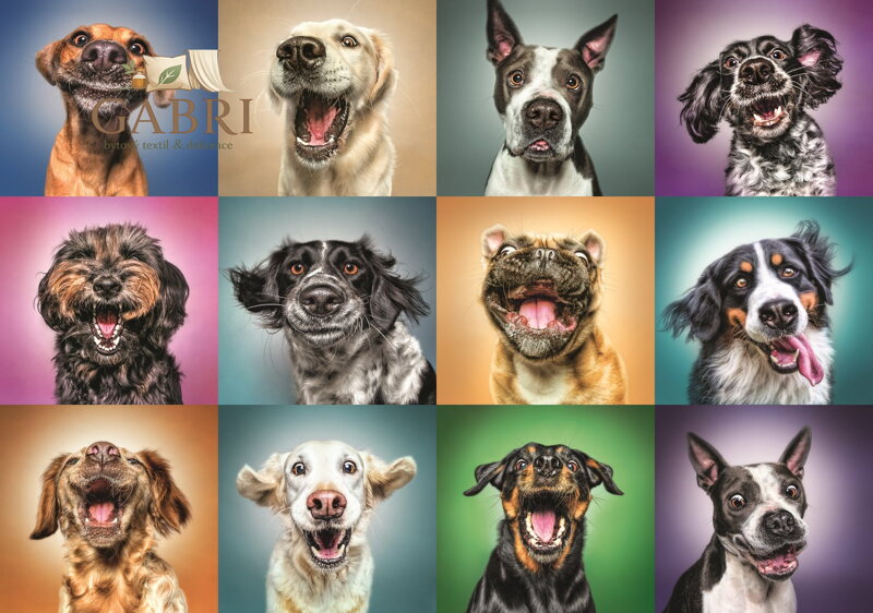 TREFL Puzzle Veselé psí portréty 1000 dílků