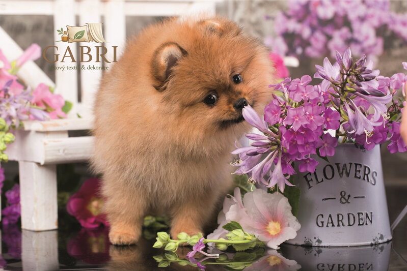 TREFL Puzzle Roztomilá zvířátka: Zvědavé štěně 54 dílků