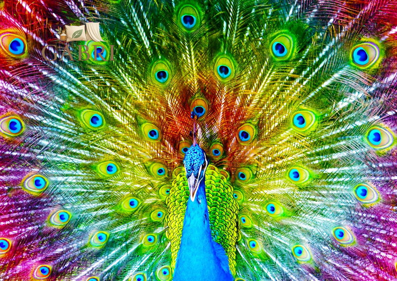 ENJOY Puzzle Barevný páv 1000 dílků