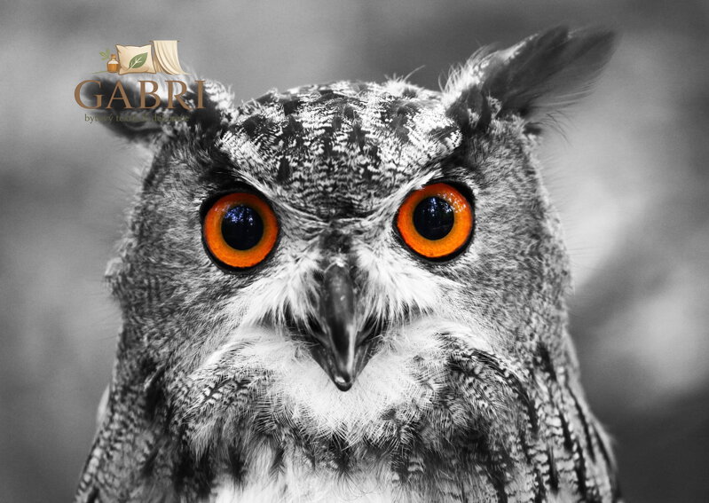 ENJOY Puzzle Zvědavá sova 1000 dílků