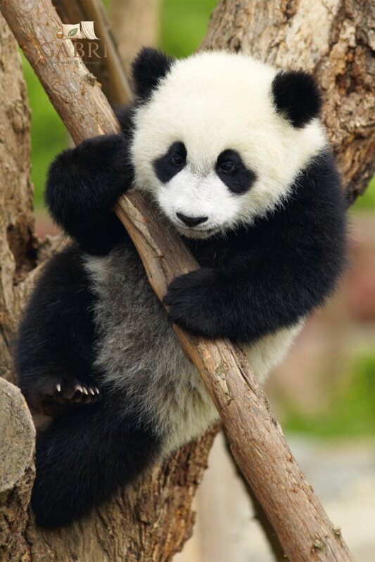 DINO Puzzle Zvířátka - Panda 54 dílků