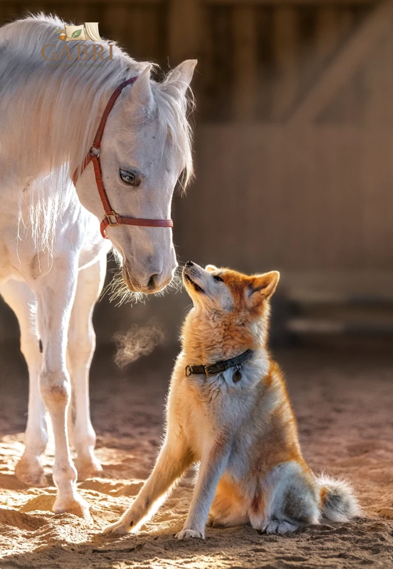 CASTORLAND Puzzle Výjimečné přátelství 1000 dílků