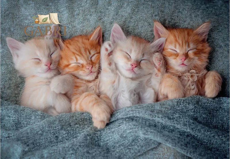 CASTORLAND Puzzle Sladká koťata 1000 dílků