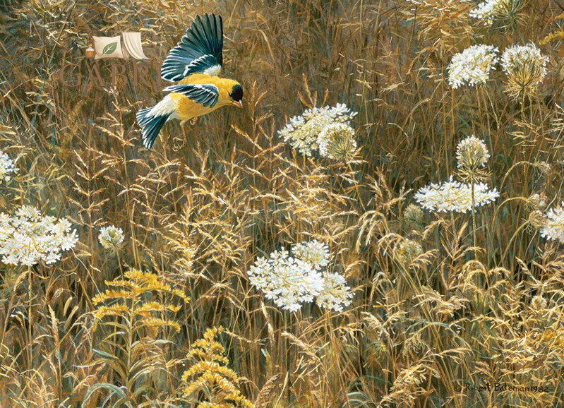 COBBLE HILL Puzzle Krajka královny Anny a americký zlatobýl 500 dílků