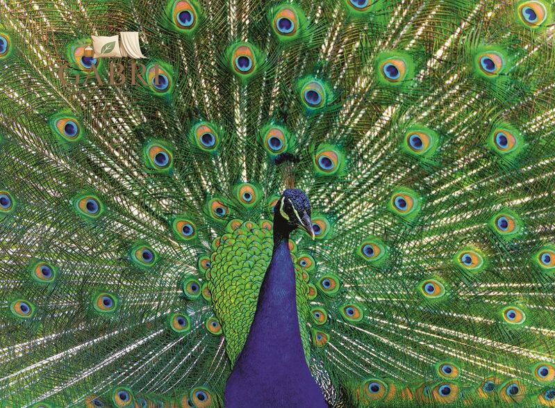 RAVENSBURGER Puzzle Majestátní páv 500 dílků