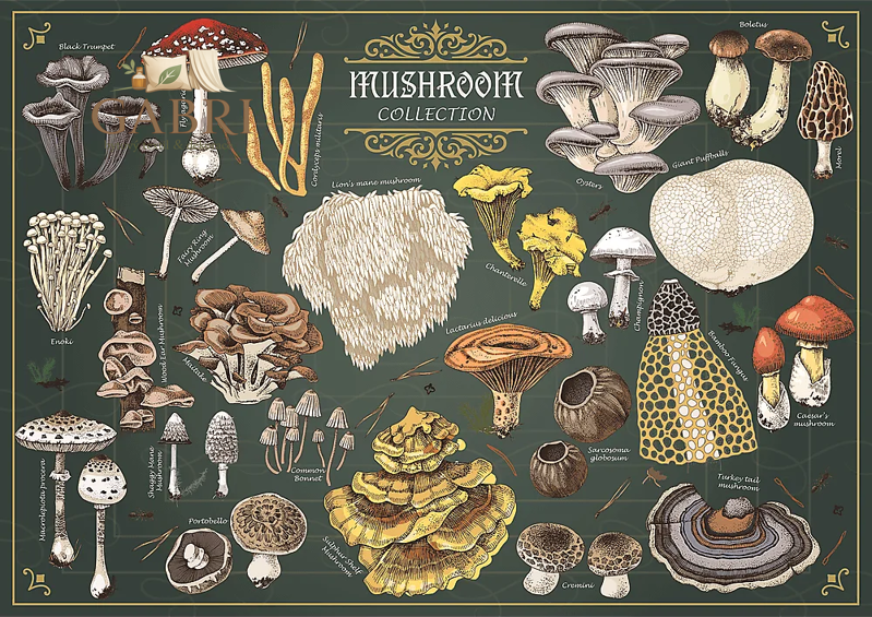 TREFL Puzzle Premium Plus Finders Keepers: Houby 500 dílků