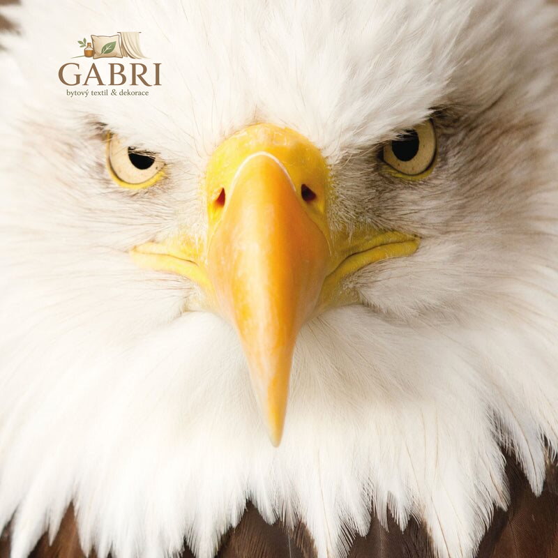 CURIOSI Čtvercové puzzle Q Animal: Orel 66 dílků