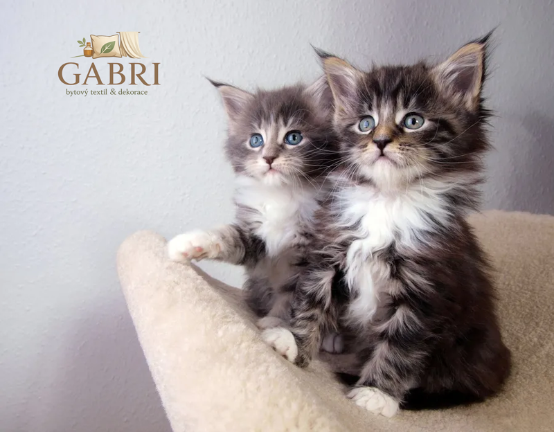 NORIMPEX Diamantové malování Koťátka 30x40cm