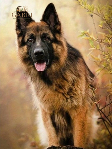 NORIMPEX Diamantové malování Německý ovčák 30x40cm