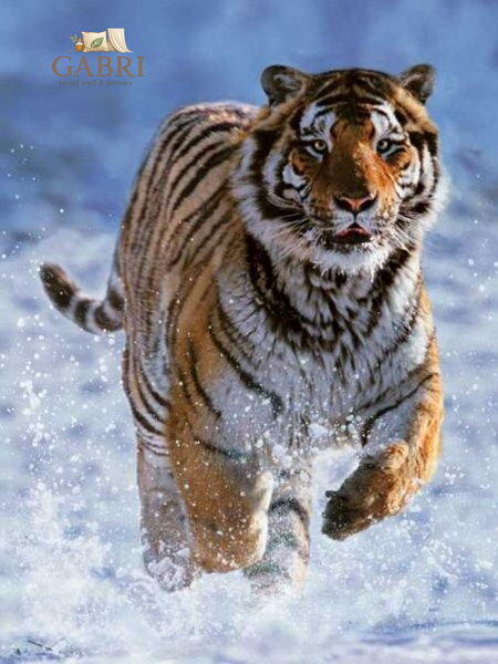 RAVENSBURGER Puzzle Tygr ve sněhu 500 dílků