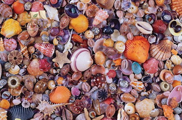 PIATNIK Puzzle Mušle 1000 dílků