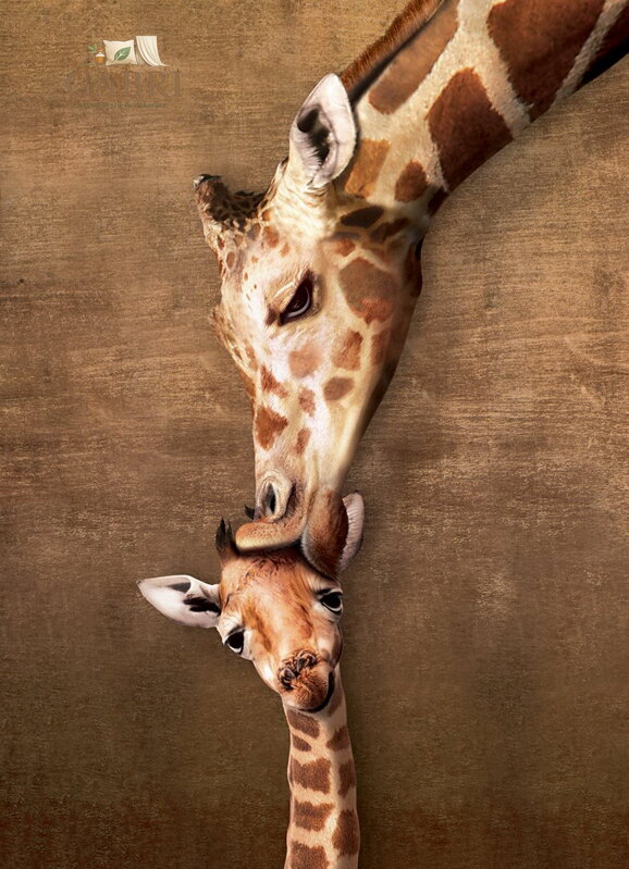 EUROGRAPHICS Puzzle Polibek žirafy XL 500 dílků