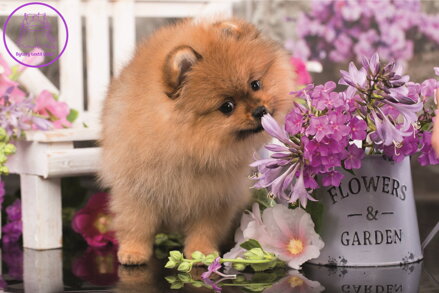 TREFL Puzzle Roztomilá zvířátka: Zvědavé štěně 54 dílků