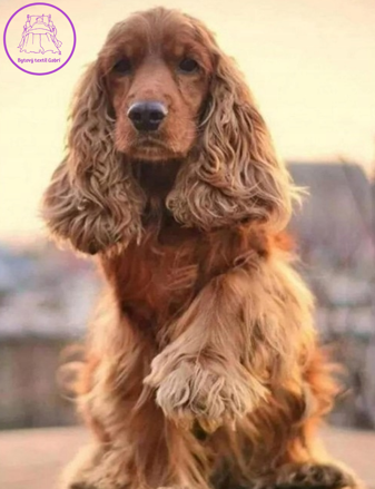 NORIMPEX Diamantové malování Kokršpanělův pozdrav 30x40cm