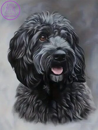 NORIMPEX Diamantové malování Černý Cockapoo 30x40cm