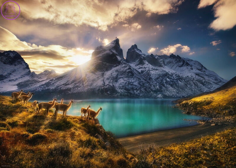 HEYE Puzzle Lamy guanako 1000 dílků