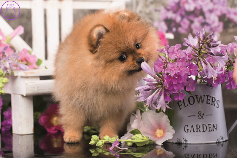 TREFL Puzzle Roztomilá zvířátka: Zvědavé štěně 54 dílků