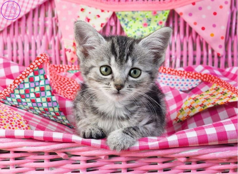 RAVENSBURGER Puzzle Roztomilé koťátko XXL 100 dílků