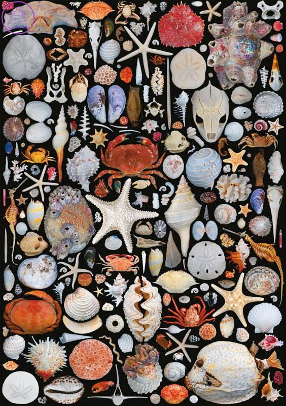 PIATNIK Puzzle Z pláže 1000 dílků