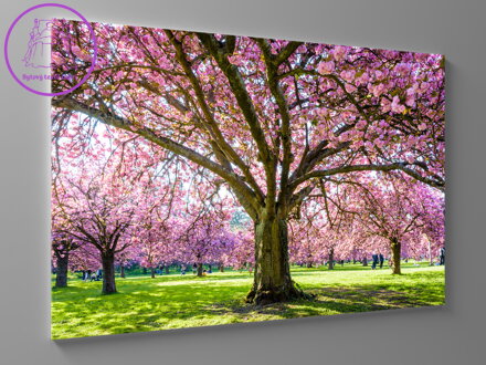Obraz rozkvetlá třešeň na jaře