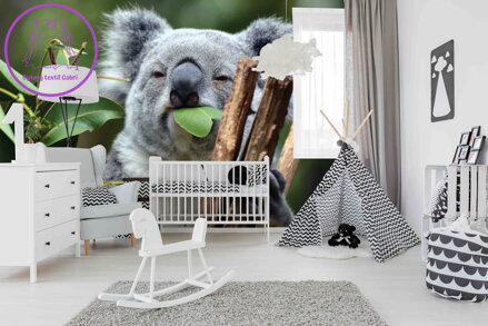 Tapeta Koala