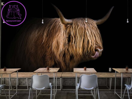 Tapeta Highland Cattle