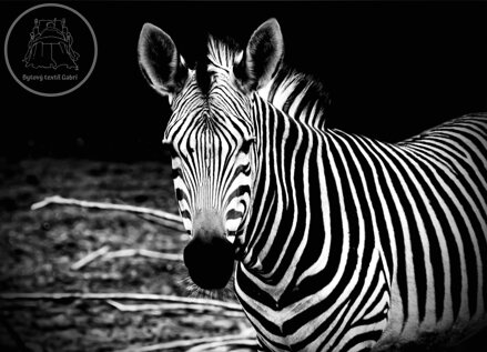 Tapeta Zebra