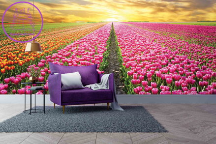 Tapeta Pole tulipánů