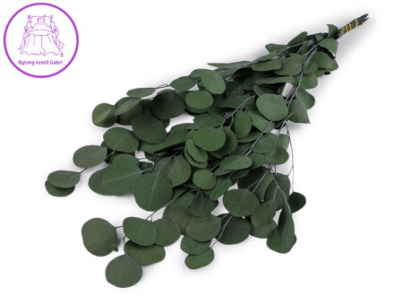 Stabilizovaný eukalyptus svazek