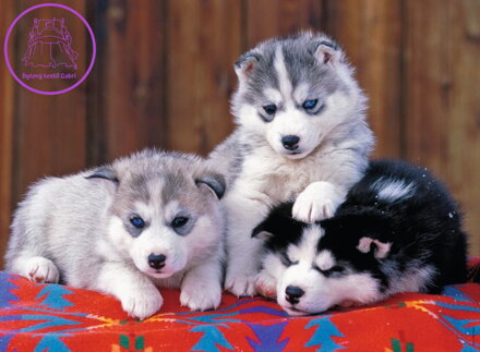 RAVENSBURGER Puzzle Štěňata husky XXL 200 dílků