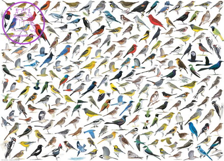 EUROGRAPHICS Puzzle Svět ptáků 1000 dílků