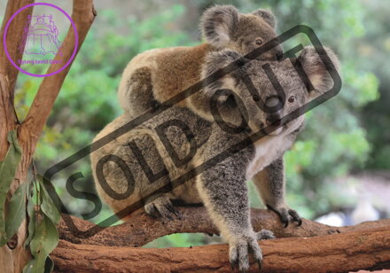 DINO Puzzle Koala s mláďátkem XL 300 dílků