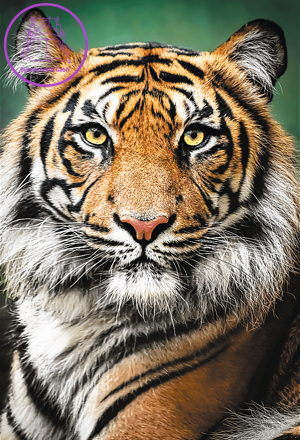 TREFL Puzzle Tygří portrét 1500 dílků