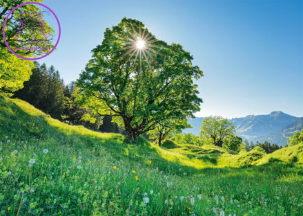 SCHMIDT Puzzle Platan 1000 dílků