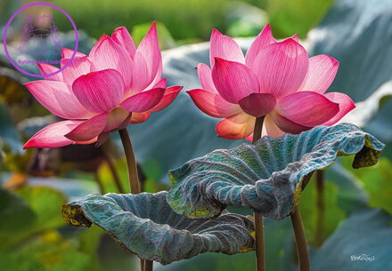 CHERRY PAZZI Puzzle Růžové květy lotusu 500 dílků