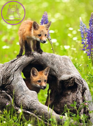 RAVENSBURGER Puzzle Zvědavé lišky XXL 300 dílků